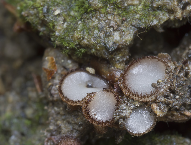 Trichophaea gregaria